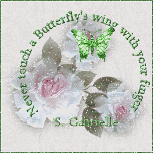 butterfly guest